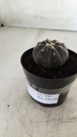 ASTROPHYTUM ASTERIAS “Purple”  Nº 708 – vaso 09 - Imagem 10