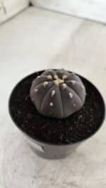 ASTROPHYTUM ASTERIAS “Purple”  Nº 708 – vaso 09 - Imagem 9