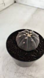 ASTROPHYTUM ASTERIAS “Purple”  Nº 708 – vaso 09 - Imagem 8