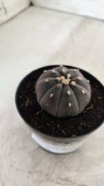ASTROPHYTUM ASTERIAS “Purple”  Nº 708 – vaso 09 - Imagem 7