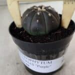 ASTROPHYTUM ASTERIAS “Purple”  Nº 708 – vaso 09