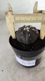 ASTROPHYTUM ASTERIAS “Purple”  Nº 708 – vaso 09 - Imagem 6
