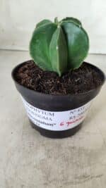 ASTROPHYTUM MYRIOSTIGMA "Multicostatum - 6 quinas "  Nº 455 – vaso 11 - Imagem 2