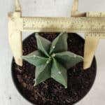 ASTROPHYTUM MYRIOSTIGMA "Multicostatum - 6 quinas "  Nº 455 – vaso 11