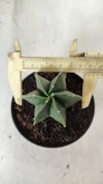 ASTROPHYTUM MYRIOSTIGMA "Multicostatum - 6 quinas "  Nº 455 – vaso 11