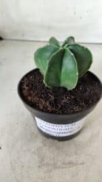 ASTROPHYTUM MYRIOSTIGMA "Multicostatum - 6 quinas "  Nº 455 – vaso 11 - Imagem 11