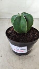 ASTROPHYTUM MYRIOSTIGMA "Multicostatum - 6 quinas "  Nº 455 – vaso 11 - Imagem 10