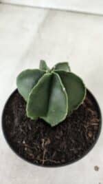 ASTROPHYTUM MYRIOSTIGMA "Multicostatum - 6 quinas "  Nº 455 – vaso 11 - Imagem 8