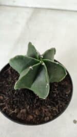 ASTROPHYTUM MYRIOSTIGMA "Multicostatum - 6 quinas "  Nº 455 – vaso 11 - Imagem 6