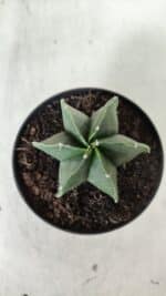 ASTROPHYTUM MYRIOSTIGMA "Multicostatum - 6 quinas "  Nº 455 – vaso 11 - Imagem 3