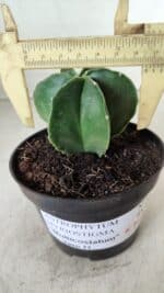 ASTROPHYTUM MYRIOSTIGMA "Multicostatum - 6 quinas "  Nº 455 – vaso 11 - Imagem 4