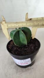 ASTROPHYTUM MYRIOSTIGMA "Multicostatum - 6 quinas "  Nº 455 – vaso 11 - Imagem 7