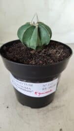 ASTROPHYTUM MYRIOSTIGMA "Multicostatum - 8 quinas "  Nº 453 – vaso 15 - Imagem 2