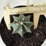 ASTROPHYTUM MYRIOSTIGMA "Multicostatum - 8 quinas "  Nº 453 – vaso 15