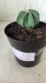 ASTROPHYTUM MYRIOSTIGMA "Multicostatum - 8 quinas "  Nº 453 – vaso 15 - Imagem 10