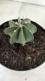 ASTROPHYTUM MYRIOSTIGMA "Multicostatum - 8 quinas "  Nº 453 – vaso 15 - Imagem 9