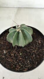 ASTROPHYTUM MYRIOSTIGMA "Multicostatum - 8 quinas "  Nº 453 – vaso 15 - Imagem 8