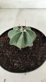 ASTROPHYTUM MYRIOSTIGMA "Multicostatum - 8 quinas "  Nº 453 – vaso 15 - Imagem 7