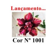 ENXERTO COR LM 1001