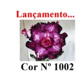 ENXERTO COR LM 1002