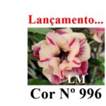 ENXERTO COR LM 996