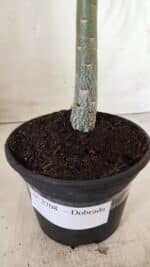 Planta Dobrada 2708  – 30cm – 02 anos - Imagem 8