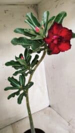 Planta Dobrada 2708  – 30cm – 02 anos - Imagem 4