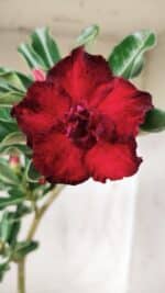 Planta Dobrada 2708  – 30cm – 02 anos - Imagem 3