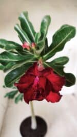 Planta Dobrada 2708  – 30cm – 02 anos - Imagem 5