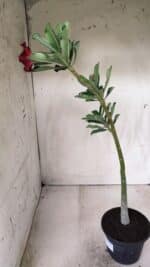 Planta Dobrada 2708  – 30cm – 02 anos - Imagem 7