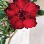 Planta Dobrada 2708  – 30cm – 02 anos