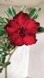 Planta Dobrada 2708  – 30cm – 02 anos