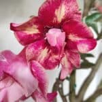 Planta Dobrada 2709  – 45cm – 04 anos