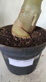 Planta Dobrada 2709  – 45cm – 04 anos - Imagem 6