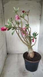 Planta Dobrada 2709  – 45cm – 04 anos - Imagem 4