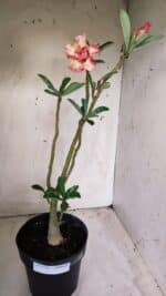 Planta Dobrada 2714  – 45cm – 03 anos - Imagem 8