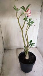 Planta Dobrada 2714  – 45cm – 03 anos - Imagem 6