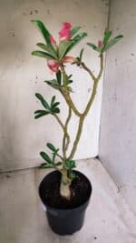 Planta Dobrada 2714  – 45cm – 03 anos - Imagem 2
