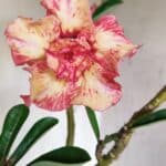 Planta Dobrada 2714  – 45cm – 03 anos