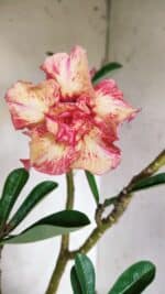 Planta Dobrada 2714  – 45cm – 03 anos