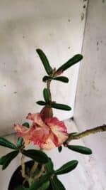 Planta Dobrada 2714  – 45cm – 03 anos - Imagem 5