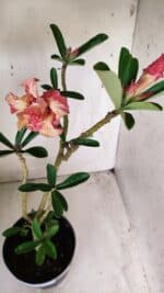 Planta Dobrada 2714  – 45cm – 03 anos - Imagem 4