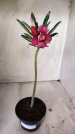 Planta Dobrada 2727  – 30cm – 02 anos - Imagem 2