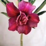 Planta Dobrada 2727  – 30cm – 02 anos