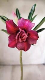 Planta Dobrada 2727  – 30cm – 02 anos