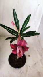 Planta Dobrada 2727  – 30cm – 02 anos - Imagem 4