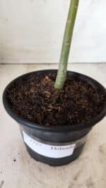 Planta Dobrada 2727  – 30cm – 02 anos - Imagem 6