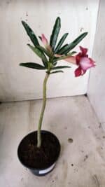 Planta Dobrada 2727  – 30cm – 02 anos - Imagem 5
