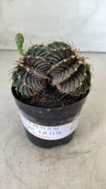 GYMNOCALYCIUM Friedrichii LB 2178 "BICÉFALO" - Nº 375  – vaso 09 - Imagem 2