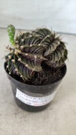 GYMNOCALYCIUM Friedrichii LB 2178 "BICÉFALO" - Nº 375  – vaso 09 - Imagem 9